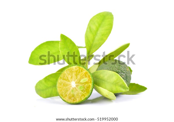 Calamansi On White Background Stock Photo (Edit Now) 519952000