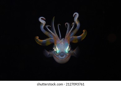 Calamari Portrait In The Night Time , Teuthida , 