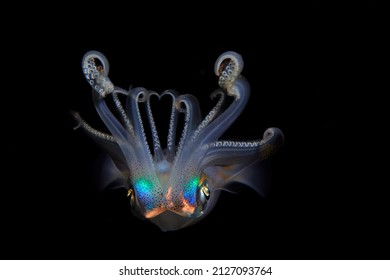 Calamari Portrait In The Night Time , Teuthida , 