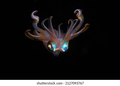 Calamari Portrait In The Night Time , Teuthida , 