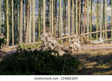 calamity in the forest with spruces and pines with uprooted trees after a strong wind in sunny weather