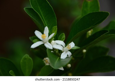 Calamodin Flower (Citrofortunella Microcarpa), Small But Rich In Benefits.