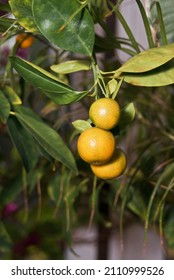 Calamondin (Citrofortunella Microcarpa) In Greenhouse