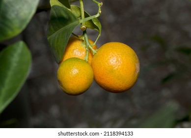 Calamondin (Citrofortunella Microcarpa) In Greenhouse