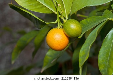 Calamondin (Citrofortunella Microcarpa) In Greenhouse