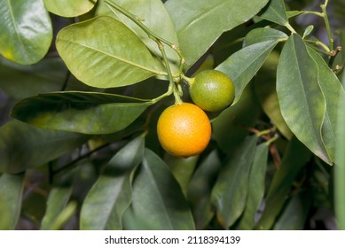 Calamondin (Citrofortunella Microcarpa) In Greenhouse