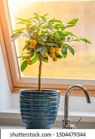 Calamondin Citrus Tree On Window Sill