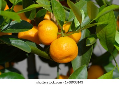 Calamondin Orange - Latin Name - X Citrofortunella Microcarpa