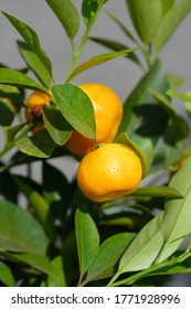 Calamondin Orange - Latin Name - X Citrofortunella Microcarpa