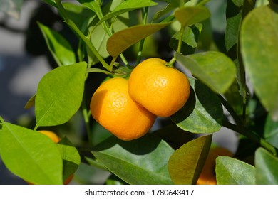 Calamondin Orange - Latin Name - X Citrofortunella Microcarpa