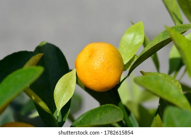 Calamondin Orange - Latin Name - X Citrofortunella Microcarpa