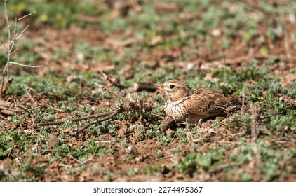 a calandra lark bird is resting