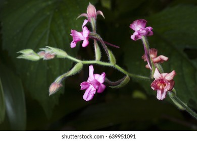 Calanthe Sylvatica