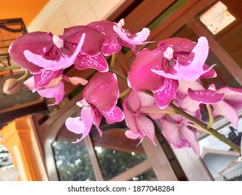 Calanthe Sylvatica Bloom In The Garden. Orchid