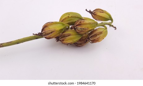 Calanthe Sylvatica Isolated On White Background