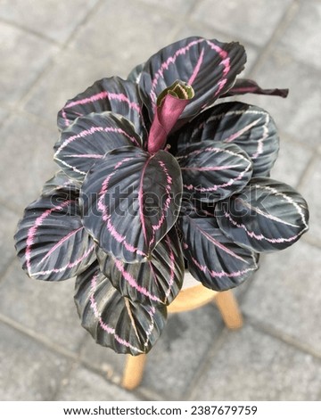 Calathea Black Lipstick is variant fro Calathea Dottie adds an attractive contrast to the greener varieties. The deep green burgundy leaves have a pink border and a central pink stroke.