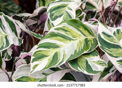 Calathea “Fusion White”. Close up on the leaves of this tropical plant. This is a popular houseplant with variegated leaves. - Shutterstock ID 2137717383