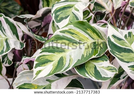 Calathea “Fusion White”. Close up on the leaves of this tropical plant. This is a popular houseplant with variegated leaves.