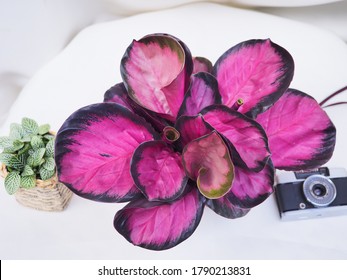 Calathea Crimson Pink Plant. Decorate Concept.