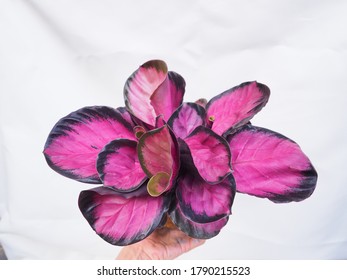 Calathea Crimson Pink Plant On Hands. Decorate Concept.