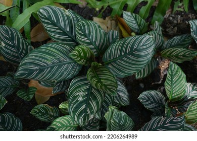 Calathea cv. Sanderiana originates from Peru. dark green leaves Young leaves have pink streaks across the line. And will turn white streaks when the leaves are old. An ornamental under purple leaves