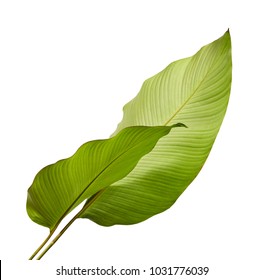 Calathea foliage, Exotic tropical leaf, Large green leaf, isolated on white background with clipping path - Shutterstock ID 1031776039