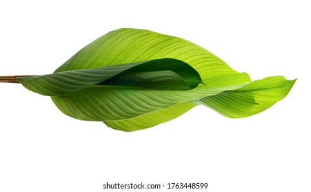 Calathea Foliage, Exotic Tropical Leaf, Isolated On White Background With Clipping Path