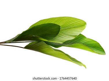 Calathea Foliage, Exotic Tropical Leaf, Isolated On White Background With Clipping Path