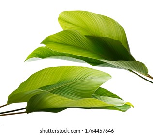 Calathea Foliage, Exotic Tropical Leaf, Isolated On White Background With Clipping Path