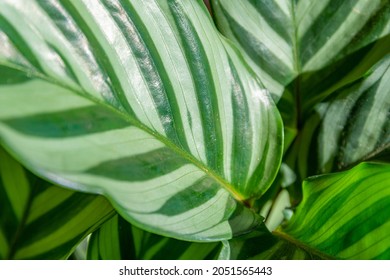 Calathea Freddie (Calathea Concinna) Plant Leaves Close Up