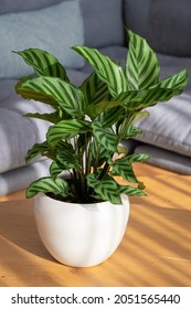 Calathea Freddie (Calathea Concinna) Plant In Modern Interior House