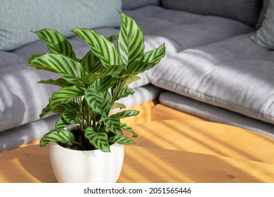 Calathea Freddie (Calathea concinna) plant in modern interior house - Shutterstock ID 2051565446