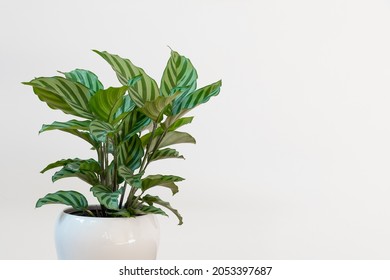 Calathea Freddie (Calathea Concinna) Plant In White Background