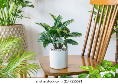 Calathea Freddie Goeppertia Freddie Planted Ceramic Stock Photo ...