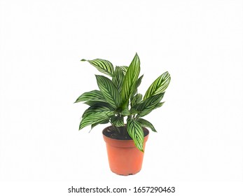 Calathea Freddie Isolated On White Background With Copy Space.Houseplant Indoor Ornamental.