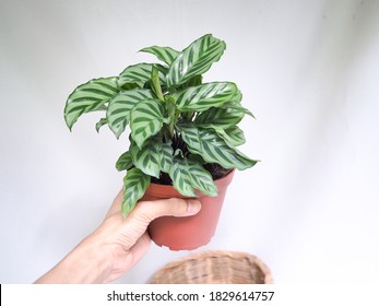 Calathea Freddie,Goeppertia Freddie On White Background.