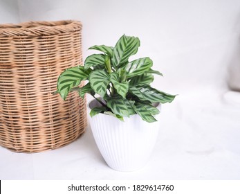 Calathea Freddie,Goeppertia Freddie On White Background.