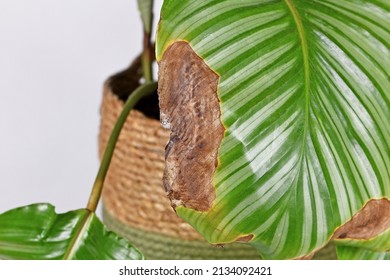 Calathea Houseplant Leaf With Dry Brown And Yellow Leaf Spots