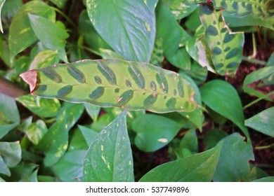 Calathea Insignis Bull.