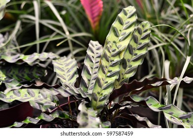 Calathea Insignis In The Garden