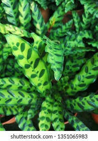 Calathea Insignis Leafs