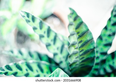 Calathea Insignis

Peacock Plant, Zebra Plant. 
