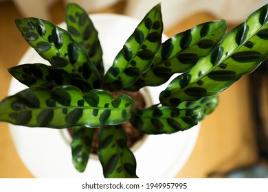 Calathea Insignis, Rattle Snake Plant Leaf Is Wonderful