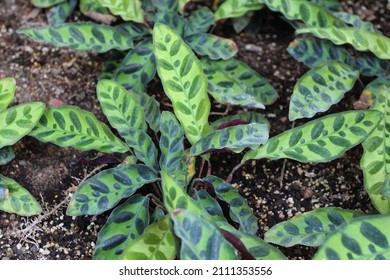 Calathea Insignis, Rattlesnake Plants, Growing In A Garden