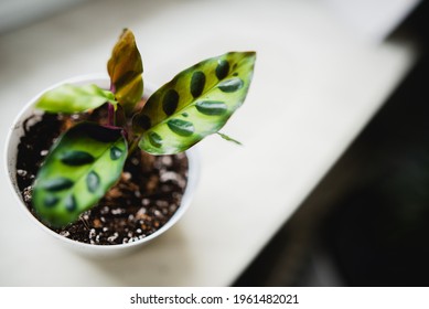 Calathea Lancifolia Little Leaves Close Up