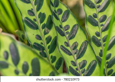 Calathea Lancifolia Plant Background