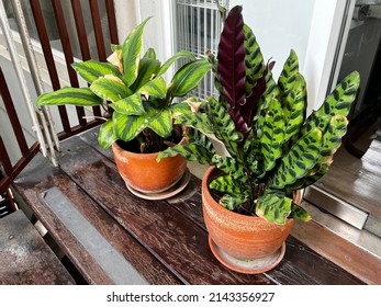 Calathea Lancifolia Plant In Clay Pot