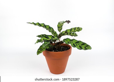 Calathea Lancifolia Plant In Terracotta Pot