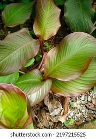 Calathea Leaf Morphology Seen Up Close. Calathea Leaves Seen From Above