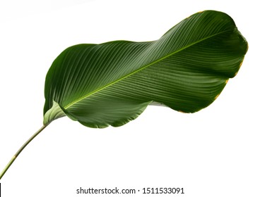 Calathea lutea foliage, (Cigar Calathea, Cuban Cigar), Exotic tropical leaf, Calathea leaf, isolated on white background with clipping path.
 - Shutterstock ID 1511533091